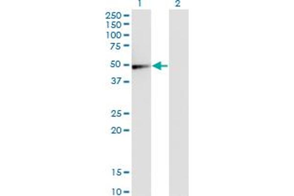 GSDMD antibody  (AA 1-484)