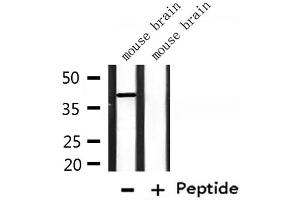 OPCML antibody  (C-Term)