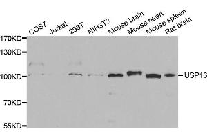 Western blot analysis of extracts of various cell lines, using USP16 antibody (ABIN5973472) at 1/1000 dilution.