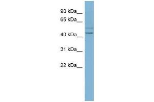 WB Suggested Anti-SLC46A1 Antibody Titration:  0. (SLC46A1 antibody  (N-Term))