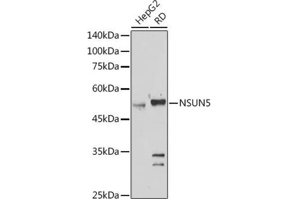 NSUN5 Antikörper  (AA 277-466)