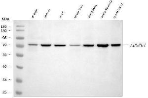 Western blot analysis of Adgrg1 using anti-Adgrg1 antibody (ABIN7601979). (Adhesion G Protein-Coupled Receptor G1 (ADGRG1) (AA 53-554) antibody)