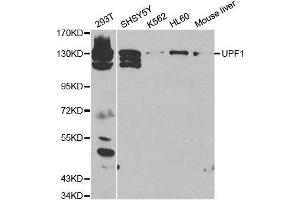 Western blot analysis of extracts of various cell lines, using UPF1 antibody.