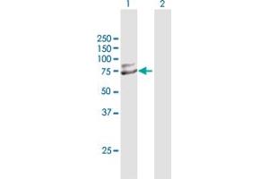 Western Blot analysis of TRIM25 expression in transfected 293T cell line by TRIM25 MaxPab polyclonal antibody. (TRIM25 antibody  (AA 1-630))
