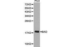 Western Blotting (WB) image for anti-BCL2-Associated Agonist of Cell Death (BAD) antibody (ABIN1871217) (BAD antibody)