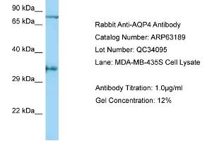 Western Blotting (WB) image for anti-Aquaporin 4 (AQP4) (C-Term) antibody (ABIN2789408) (Aquaporin 4 antibody  (C-Term))
