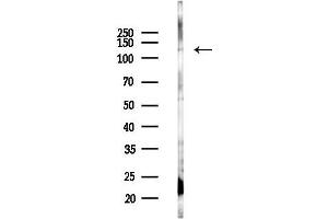 anti-Exportin 1 (XPO1) (Internal Region) antibody