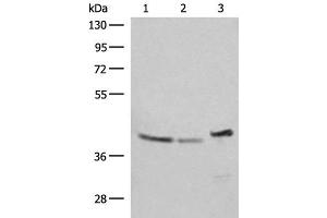 Western blot analysis of SKOV3 Hela and HepG2 cell lysates using ERAL1 Polyclonal Antibody at dilution of 1:500 (ERAL1 antibody)