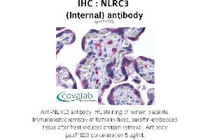 Image no. 2 for anti-NLR Family, CARD Domain Containing 3 (NLRC3) (Internal Region) antibody (ABIN1737382) (NLRC3 antibody  (Internal Region))