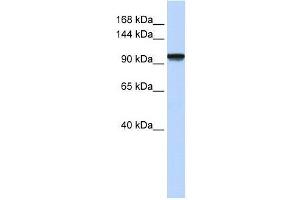 C21orf66 antibody used at 0. (PAX3 and PAX7 Binding Protein 1 (PAXBP1) (N-Term) antibody)