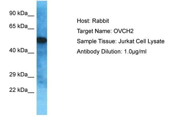 OVCH2 antibody  (C-Term)