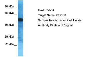 Host: Rabbit Target Name: OVCH2 Sample Type: Jurkat Whole Cell lysates Antibody Dilution: 1. (OVCH2 antibody  (C-Term))