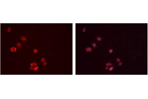ABIN6277388 staining Hela cells by IF/ICC. (IGFBP7 antibody  (Internal Region))