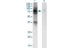 Western Blot analysis of PDIA4 expression in transfected 293T cell line by PDIA4 monoclonal antibody (M02), clone 2H3. (PDIA4 antibody  (AA 355-464))