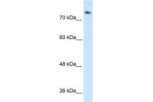 Western Blotting (WB) image for anti-Amiloride Binding Protein 1 (Amine Oxidase (Copper-Containing)) (ABP1) antibody (ABIN2462499) (DAO antibody)