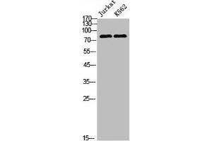 Western Blot analysis of Jurkat K562 cells using POLR3E Polyclonal Antibody (POLR3E antibody  (Internal Region))