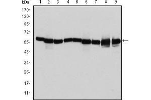 Western blot analysis using HSP60 mouse mAb against T47D (1), Hela (2), HepG2 (3), A549 (4), Jurkat (5), HEK293 (6), NIH/3T3 (7), PC-12 (8) and Cos7 (9) cell lysate. (HSPD1 antibody)