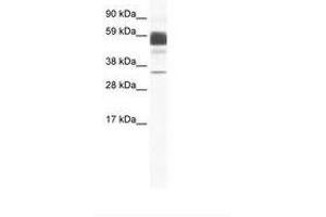 Image no. 1 for anti-Claudin 16 (CLDN16) (C-Term) antibody (ABIN202207) (Claudin 16 antibody  (C-Term))