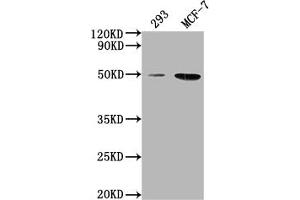 Western Blot Positive WB detected in: 293 whole cell lysate, MCF-7 whole cell lysate All lanes: ATF4 antibody at 1:2000 Secondary Goat polyclonal to rabbit IgG at 1/50000 dilution Predicted band size: 39 kDa Observed band size: 50 kDa (ATF4 antibody  (AA 20-200))