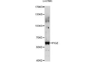 Western blot analysis of extracts of U-87MG cells, using PIGZ antibody (ABIN6292530) at 1:3000 dilution. (PIGZ antibody)