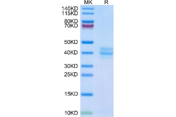 GPA33 Protein (AA 22-235) (His tag)