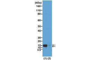 Western blot test of acid extracts of HeLa cells treated (1) or non-treated (2) with Nocodazole, using recombinant phospho-Histone H2A/H4 antibody at 0. (Recombinant Histone H2A, H4 (pSer1) antibody)