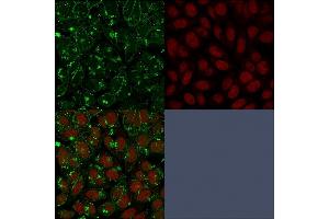 Immunofluorescent staining of paraformaldehyde-fixed HeLa cells with CD55 Mouse Monoclonal Antibody (F4-29D9) followed by goat anti-Mouse IgG-CF488 (Green). (CD55 antibody)