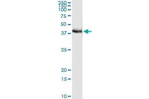 Immunoprecipitation of FRG1 transfected lysate using anti-FRG1 monoclonal antibody and Protein A Magnetic Bead , and immunoblotted with FRG1 MaxPab rabbit polyclonal antibody. (FRG1 antibody  (AA 1-258))