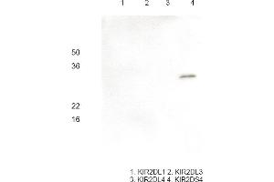 Western blot analysis Recombinant human KIR2DL1, KIR2DL3, KIR2DL4 and KIR2DS4 (each 100 ng) were resolved by SDS-PAGE, transferred to PVDF membrane and probed with anti-human KIR2DS4 antibody (1:1000). (KIR2DS4 antibody)
