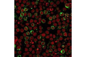 Immunofluorescence staining of Ramos cells using HLA-DR Mouse Monoclonal Antibody (LN-3) followed by goat anti-Mouse IgG conjugated to CF488 (green).