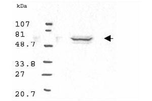 Western blot analysis using Anti-Cyclin B1 antibody to detect Human Cyclin B1 present in asynchronous HN30 cell lysates. (Cyclin B1 antibody)