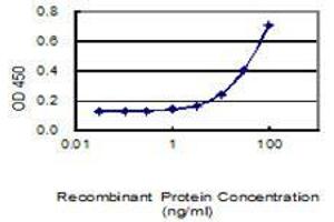 Detection limit for recombinant GST tagged ANGPTL4 is 1 ng/ml as a capture antibody. (ANGPTL4 antibody  (AA 26-406))