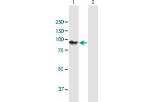 Western Blot analysis of PCDHGA11 expression in transfected 293T cell line by PCDHGA11 MaxPab polyclonal antibody.