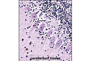 TRPC5 Antibody (N-term) (ABIN657691 and ABIN2846682) immunohistochemistry analysis in formalin fixed and paraffin embedded human cerebellum tissue followed by peroxidase conjugation of the secondary antibody and DAB staining. (TRPC5 antibody  (N-Term))