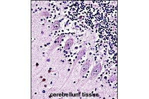 TRPC5 Antibody (N-term) (ABIN657691 and ABIN2846682) immunohistochemistry analysis in formalin fixed and paraffin embedded human cerebellum tissue followed by peroxidase conjugation of the secondary antibody and DAB staining.