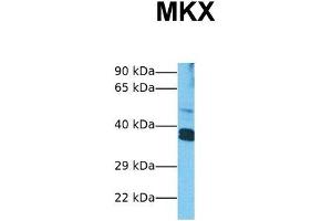 Host:  Rabbit  Target Name:  MKX  Sample Tissue:  Human HepG2  Antibody Dilution:  1. (MKX antibody  (Middle Region))