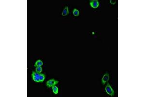 Immunofluorescent analysis of HepG2 cells using ABIN7153916 at dilution of 1:100 and Alexa Fluor 488-congugated AffiniPure Goat Anti-Rabbit IgG(H+L) (Glucose-6-Phosphate Dehydrogenase antibody  (AA 80-185))