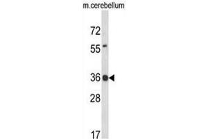 Western blot analysis of CLDND1 Antibody (Center) in mouse cerebellum tissue lysates (35µg/lane). (CLDND1 antibody  (Middle Region))