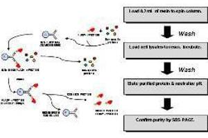 Image no. 2 for DYKDDDDK Tag Immunoprecipitation Kit (ABIN965408)