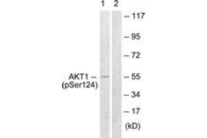 Western blot analysis of extracts from mouse brain, using Akt (Phospho-Ser124) Antibody.