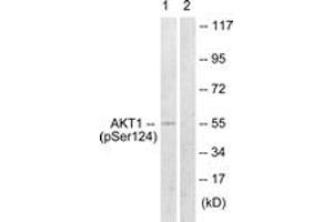 Western blot analysis of extracts from mouse brain, using Akt (Phospho-Ser124) Antibody. (AKT1 antibody  (pSer124))