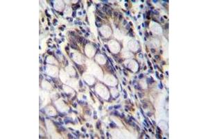 Immunohistochemistry analysis in formalin fixed and paraffin embedded human rectum tissue reacted with FNDC7 Antibody (C-term) followed by peroxidase conjugation of the secondary antibody and DAB staining. (FNDC7 antibody  (C-Term))