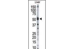 Western blot analysis of anti-MMP8 Pab in mouse liver tissue lysate (35ug/lane). (MMP8 antibody  (AA 286-315))