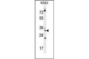 Western blot analysis of PYCR2 Antibody (Center) in K562 cell line lysates (35ug/lane). (PYCR2 antibody  (Middle Region))
