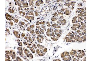 IHC analysis of Alpha Amylase 1 using anti- Alpha Amylase 1 antibody . (AMY1A, AMY1B, AMY1C (AA 20-50), (N-Term) antibody)