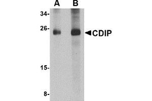 Western Blotting (WB) image for anti-LITAF-Like Protein (CDIP1) (Middle Region 1) antibody (ABIN1031187) (CDIP1 antibody  (Middle Region 1))