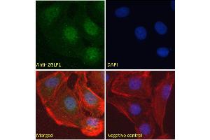 ABIN570846 mmunofluorescence analysis of paraformaldehyde fixed U2OS cells, permeabilized with 0. (ZGLP1 antibody  (Internal Region))