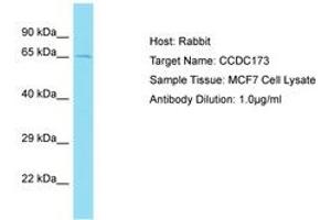 Image no. 1 for anti-Coiled-Coil Domain Containing 173 (CCDC173) (AA 409-458) antibody (ABIN6750753)