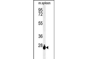 Western blot analysis of THOC7 Antibody (C-term) (ABIN1881883 and ABIN2843119) in mouse spleen tissue lysates (35 μg/lane). (THOC7 antibody  (C-Term))