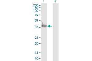 Western Blot analysis of WDR68 expression in transfected 293T cell line by WDR68 MaxPab polyclonal antibody. (DCAF7 antibody  (AA 1-342))